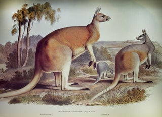 A Monograph of the Macropodidae, or Family of Kangaroos [FACSIMILE]