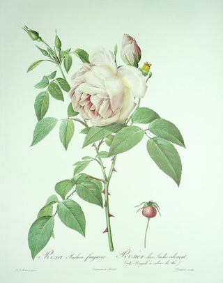 Les Roses [Facsimile; with] Commentaries to Les Roses by P. J. Redouté: A Contribution to the History of the Genus Rosa