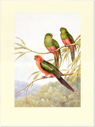 5 Limited Edition Facsimile Reproductions of Neville W. Cayley's Australian Parrots