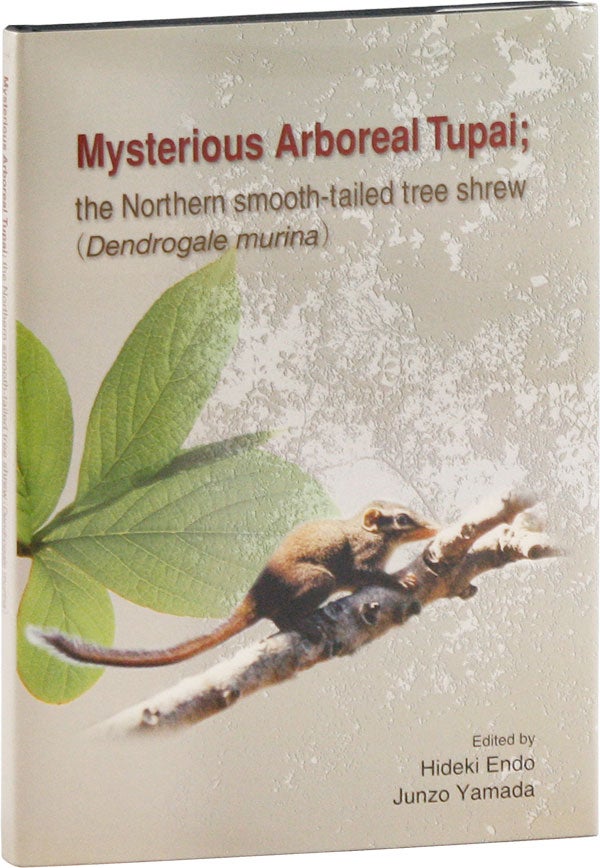 Item #57819] Mysterious Arboreal Tupai; the Northern Smooth-Tailed Tree Shrew (Dendrogale...