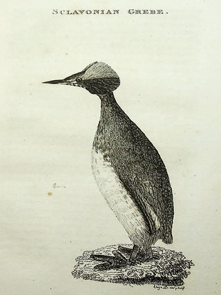 Ornithological Dictionary; or, Alphabetical Synopsis of British Birds [vols. I & II, plus Supplement]